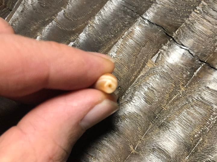 古代カーネリアン　アイビーズ　紀元前