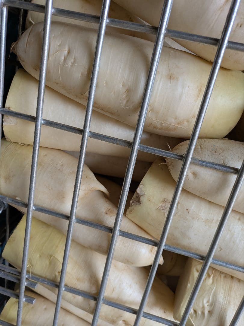 規格外 大根 100kg