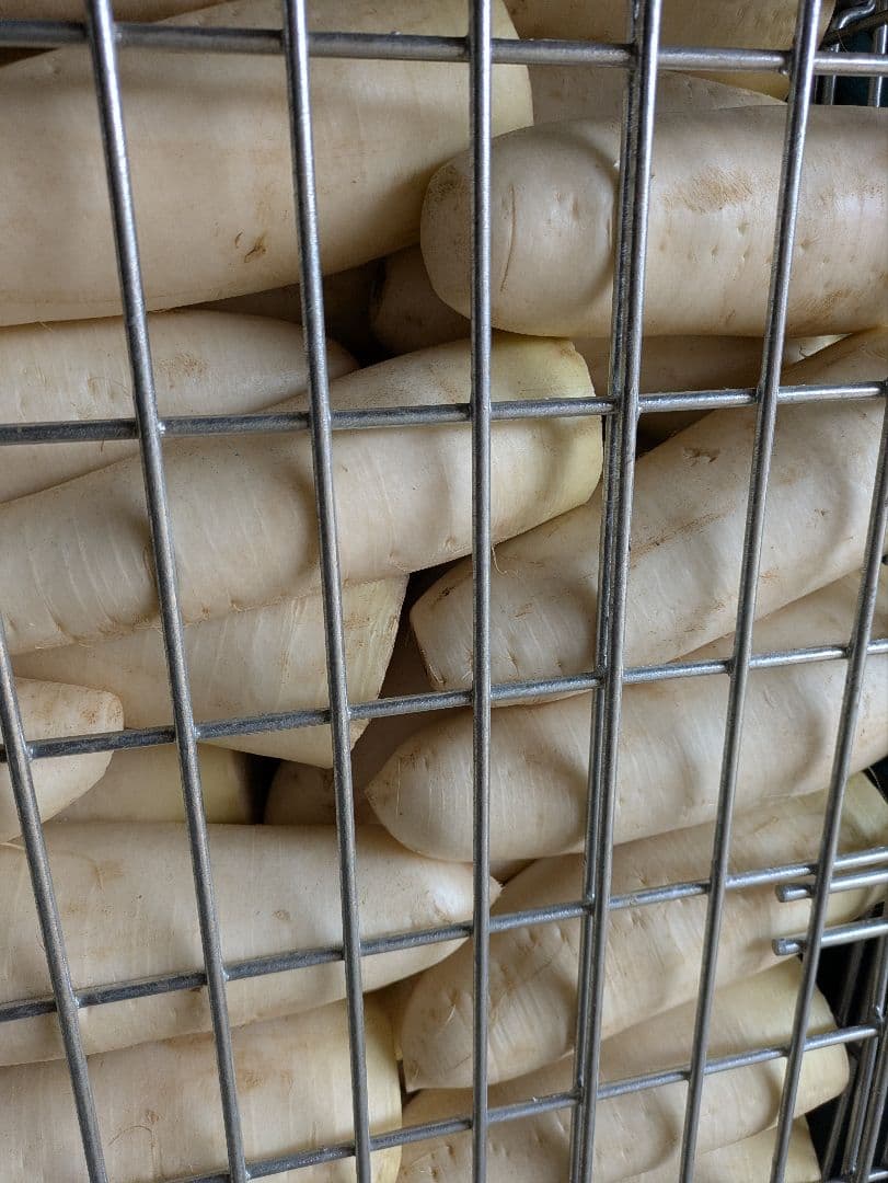 規格外 大根 100kg