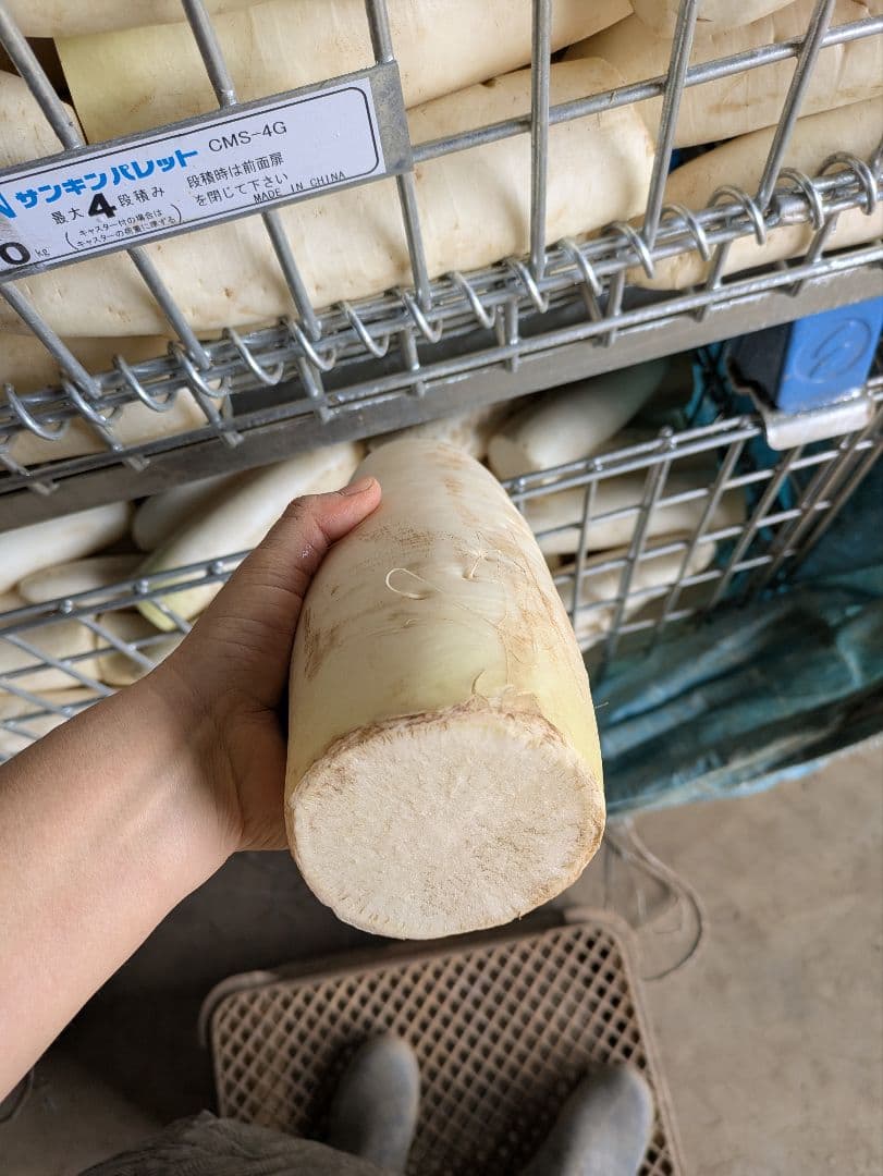 規格外 大根 100kg
