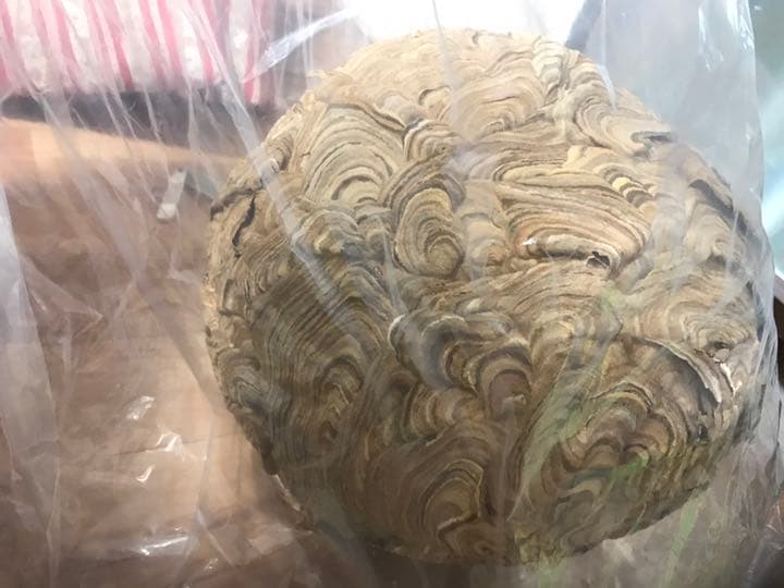 蜂の巣 40センチぐらい