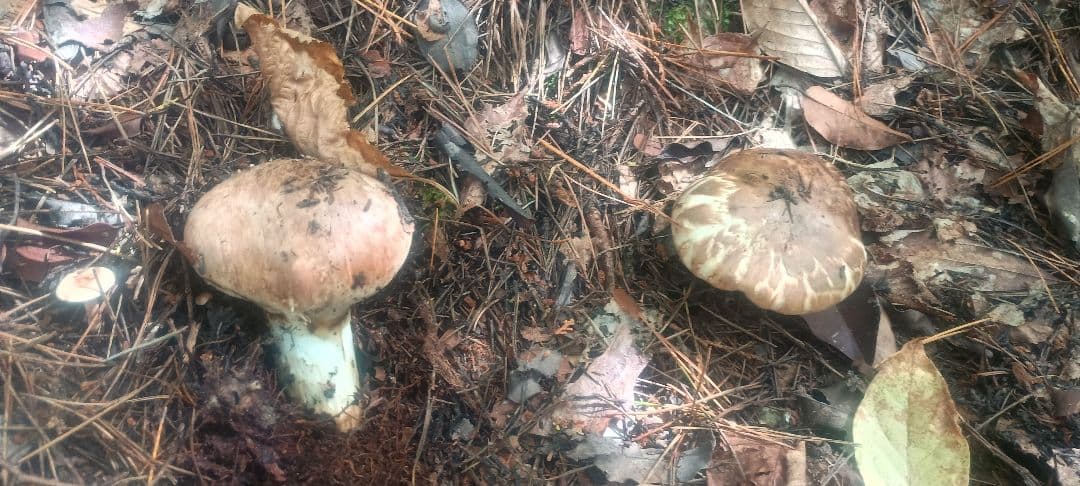 松茸 １㌔　岐阜県産