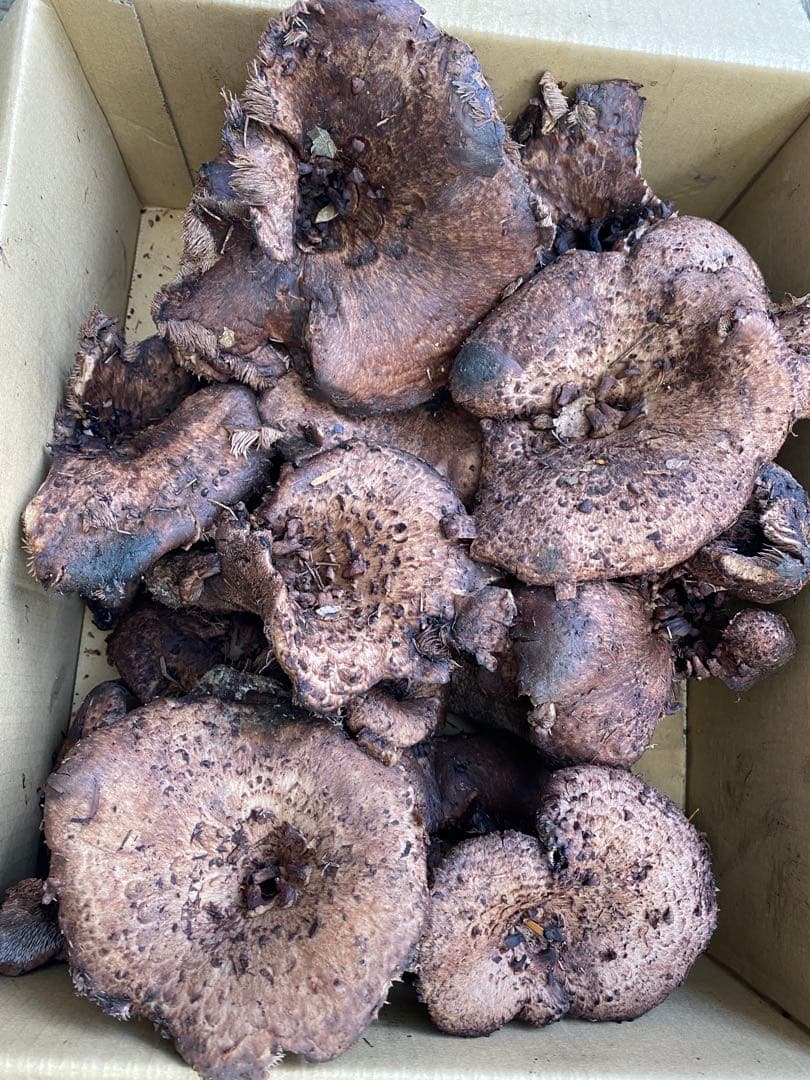 香茸　コウタケ　2キロ