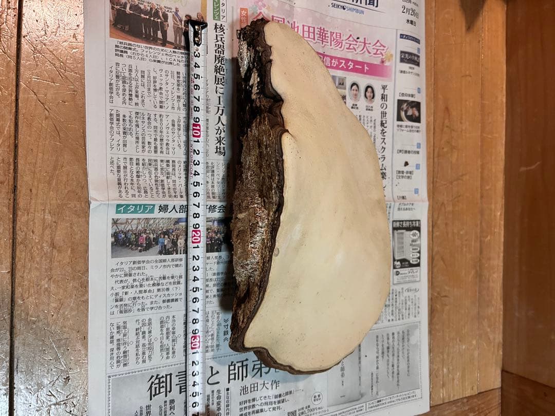 サルノコシカケ