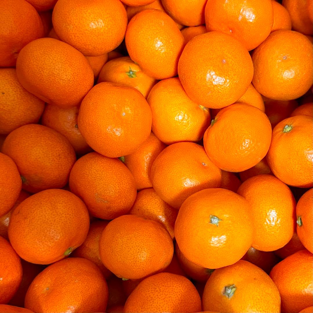 821)数量限定　甘すぎる　有田みかん　果物 　みかん　小玉　旬