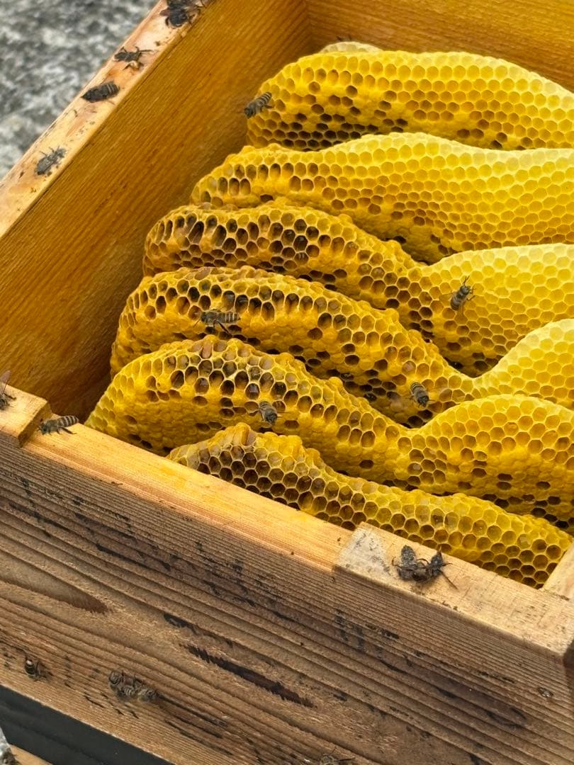 その他 加工食品 Susan