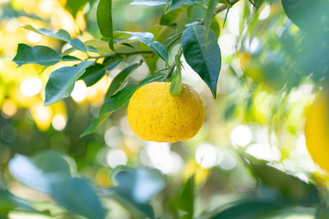 高知県産北川村本柚子約20kg　農薬：栽培期間中不使用【最終締切間近】