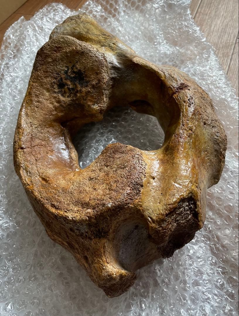 【セール】マンモスの環椎　化石　特大