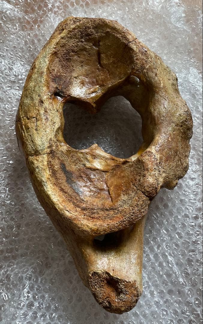 【セール】マンモスの環椎　化石　特大