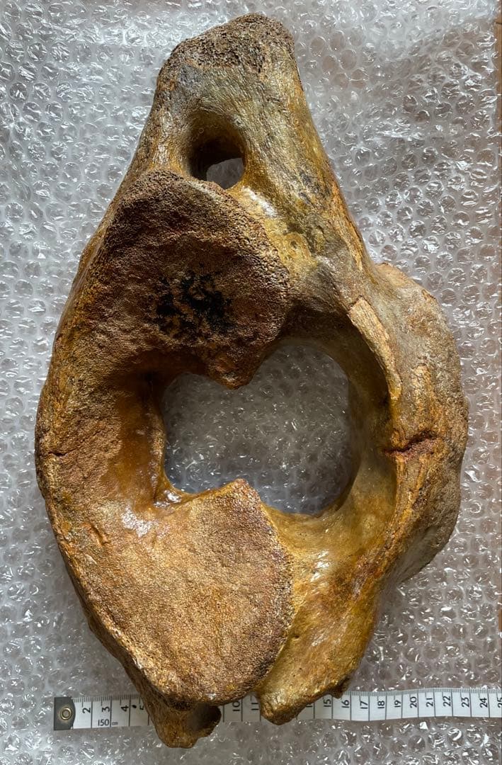 【セール】マンモスの環椎　化石　特大