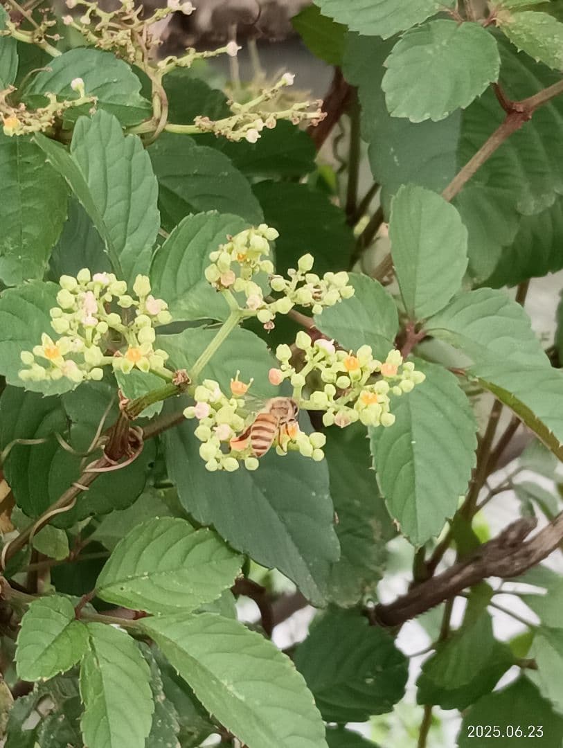 ニホンミツバチの百花蜜　天然 はちみつ 　1150グラム　2本セット