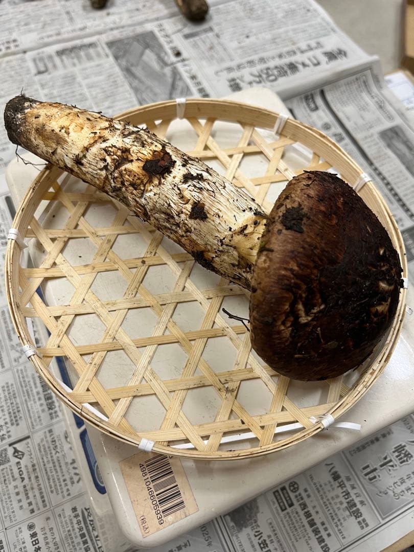 岩手県産松茸　大蕾