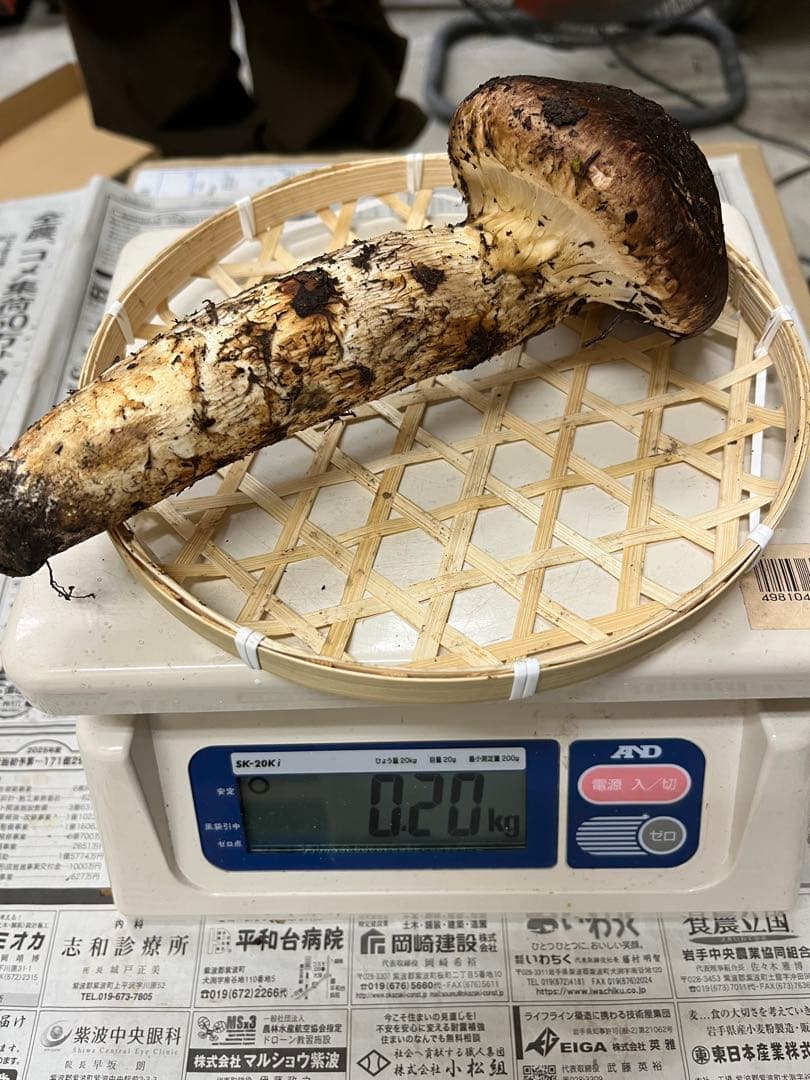 岩手県産松茸　大蕾