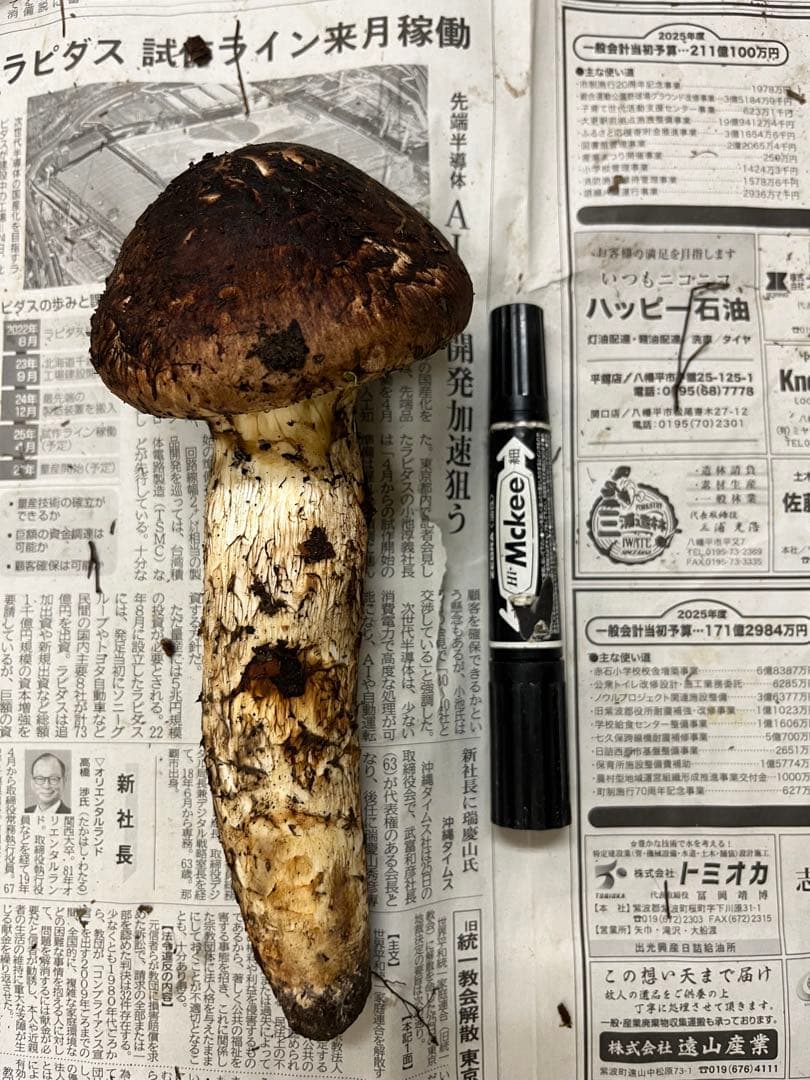 岩手県産松茸　大蕾