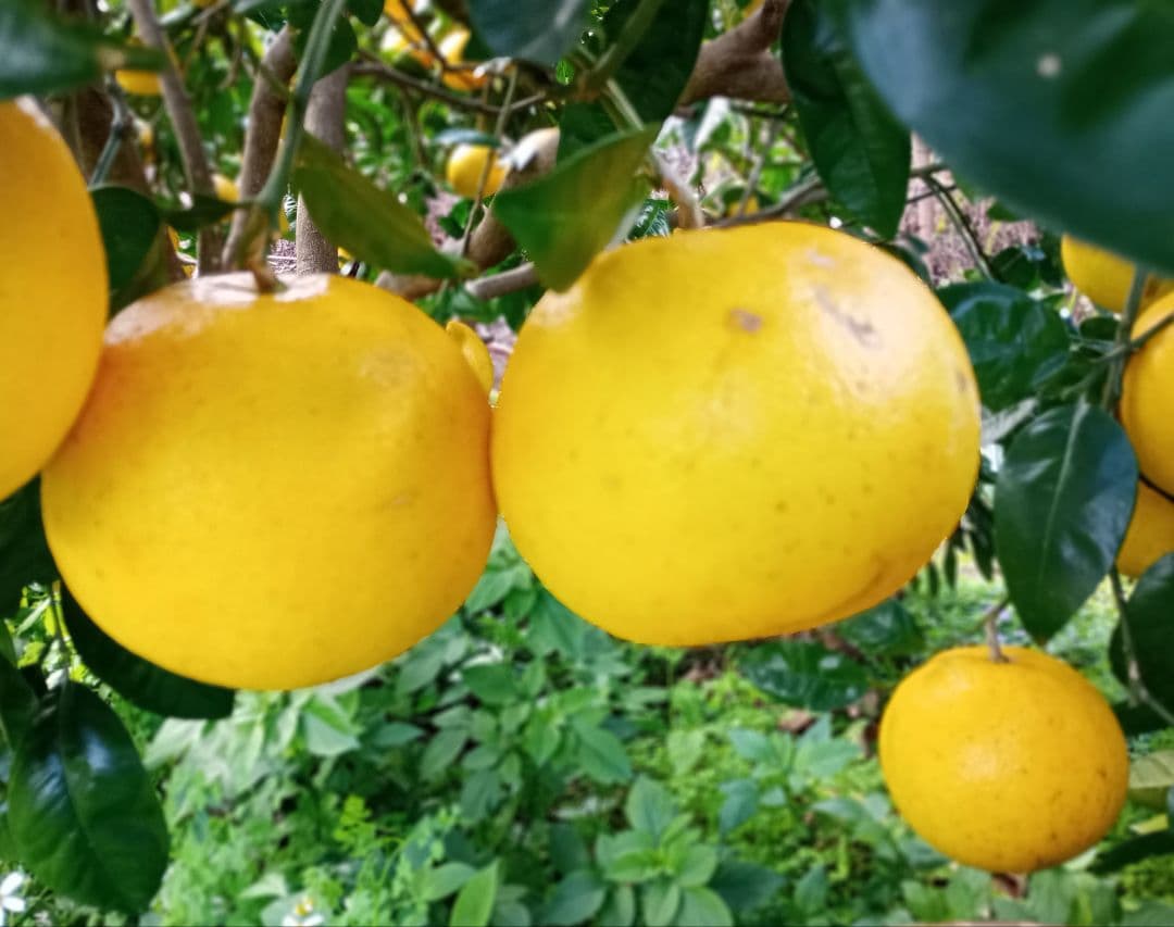 ④世界遺産屋久島産グレープフルーツ10kg　EM栽培農薬不使用　樹上完熟農園直送