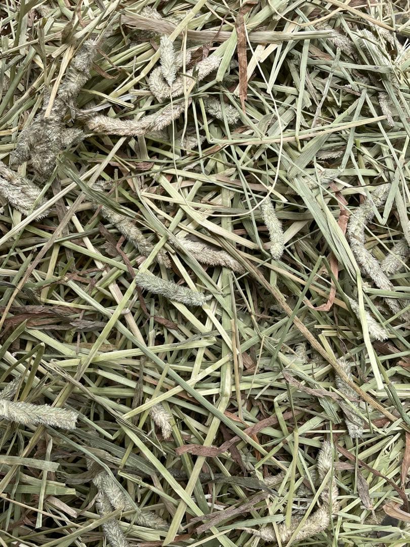 カナダ産　チモシー　お試し品