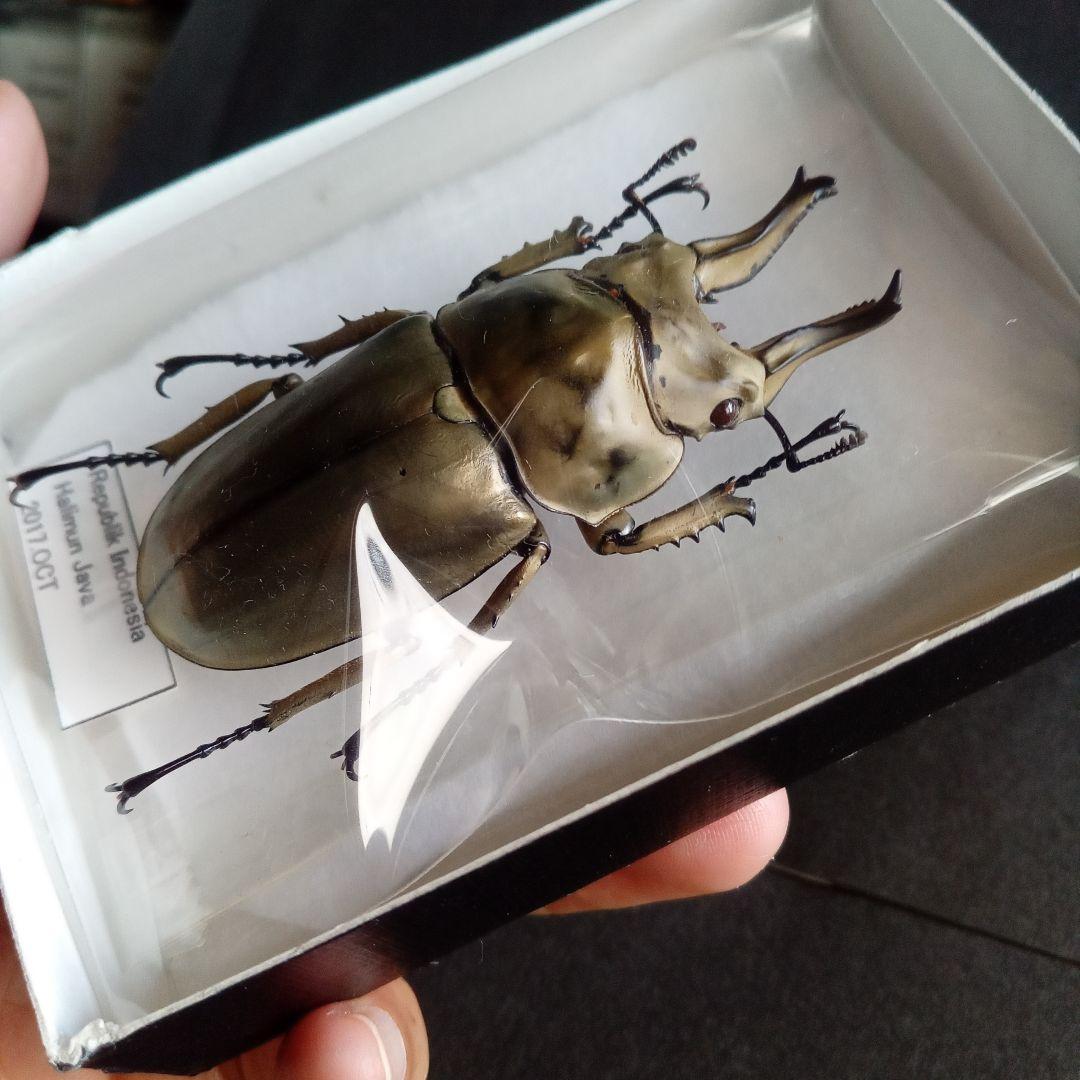 昆虫標本　ジャワオウゴンオニクワガタ 美麗標本　希少種