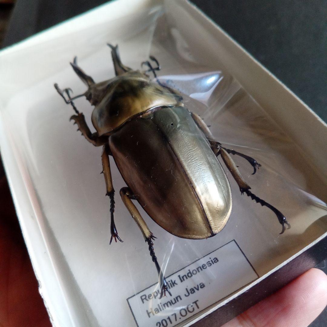 昆虫標本　ジャワオウゴンオニクワガタ 美麗標本　希少種