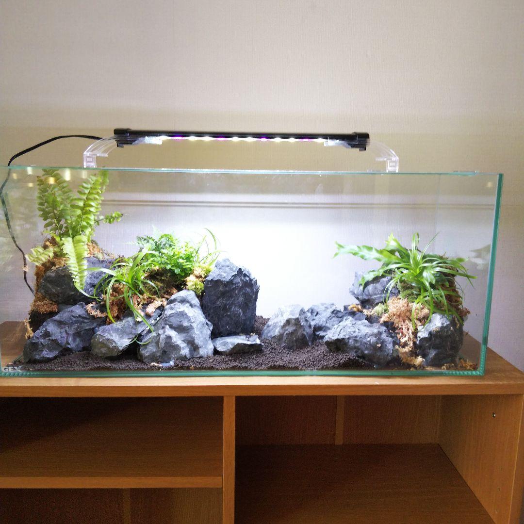 【受注生産】アクアテラリウム　イモリウム　苔　水槽　苔テラリウム