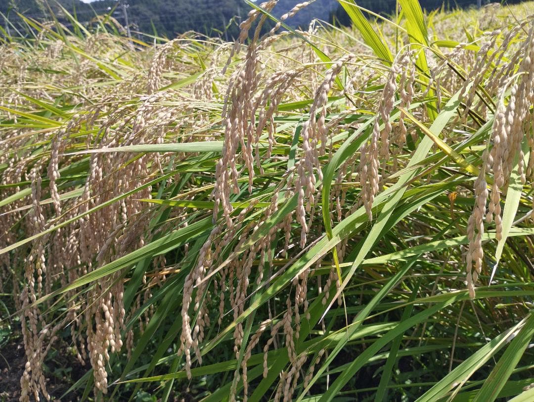 ひとめぼれ　精米10㎏　7年産　宮城県　柿渋袋　送料込　農家直送　米　10キロ