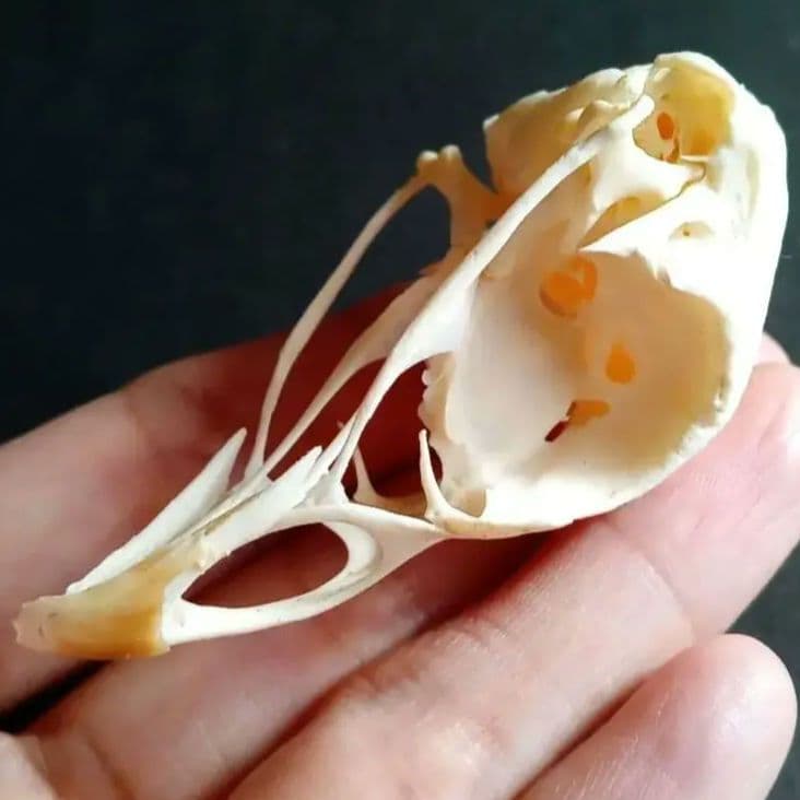 鳥類　骨格　頭骨　標本　ニワトリ　スカル　美麗