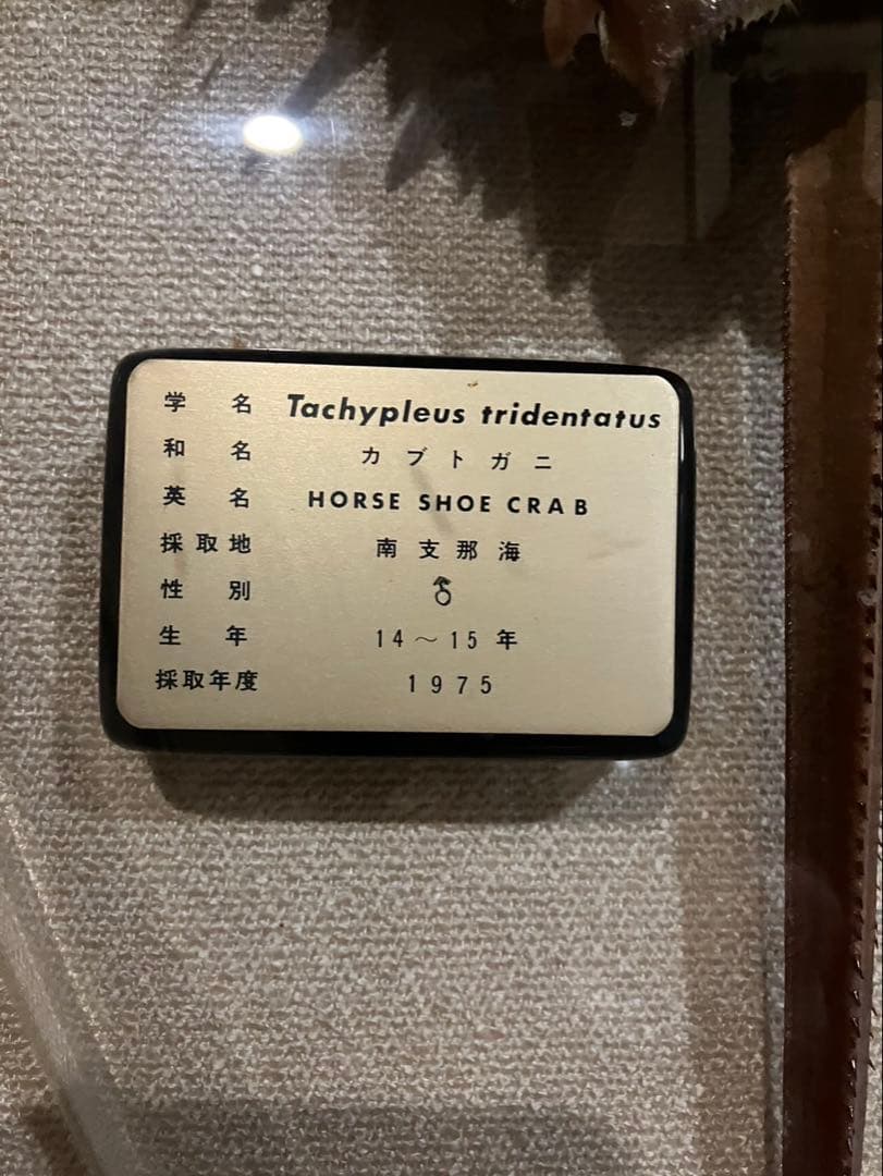 カブトガニ標本 Tachypleus tridentatus