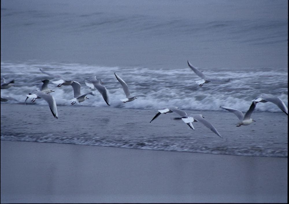 ★展示品！★    冬の千倉海岸　撮影者：村山ヒデカズ