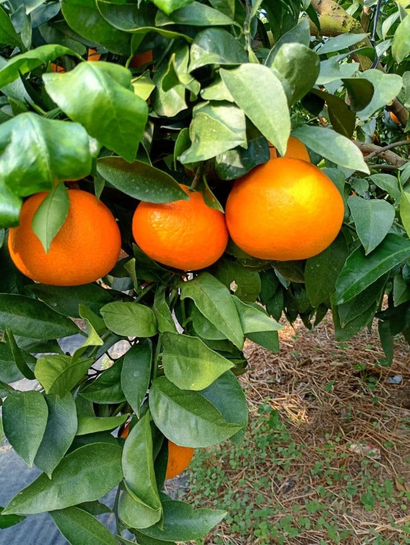 125愛果 まどんな 家庭用 10kg