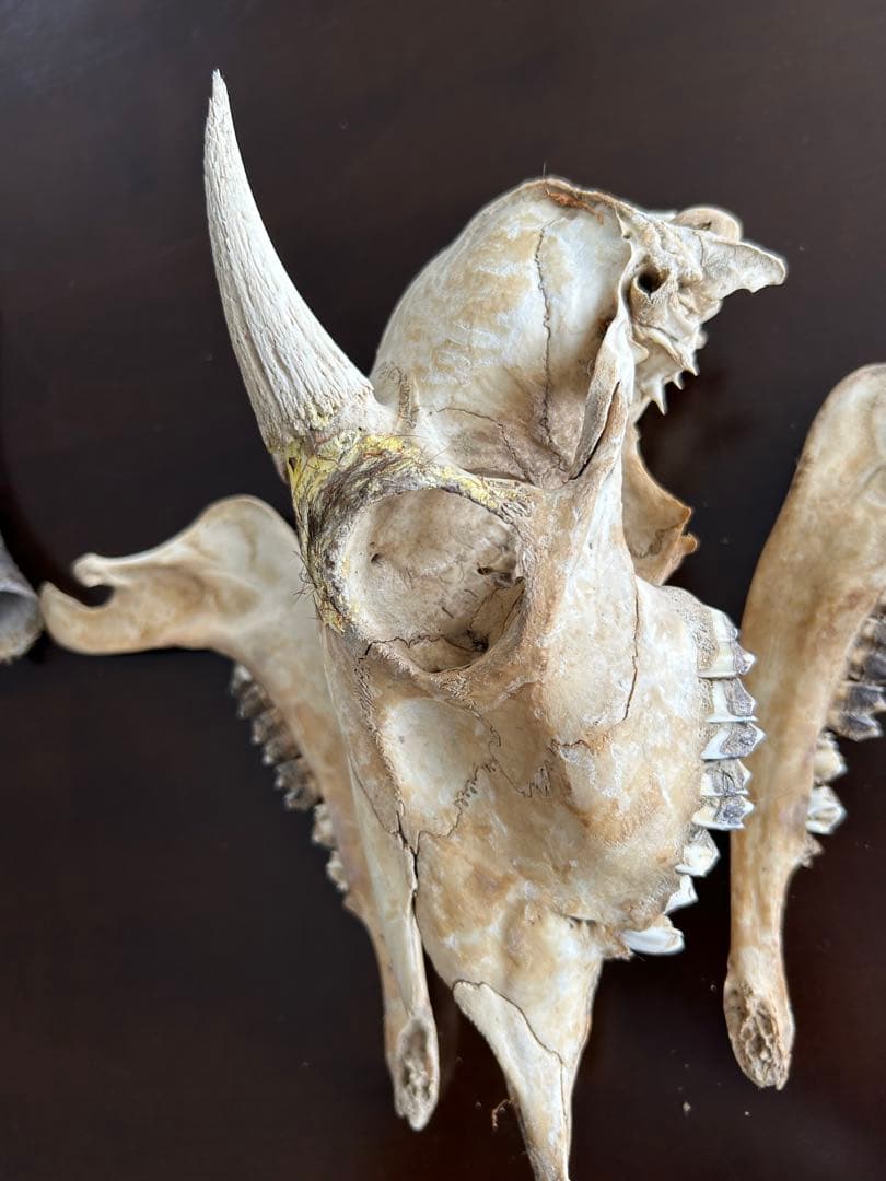 シカ　スカル　頭蓋骨　標本　カモシカ