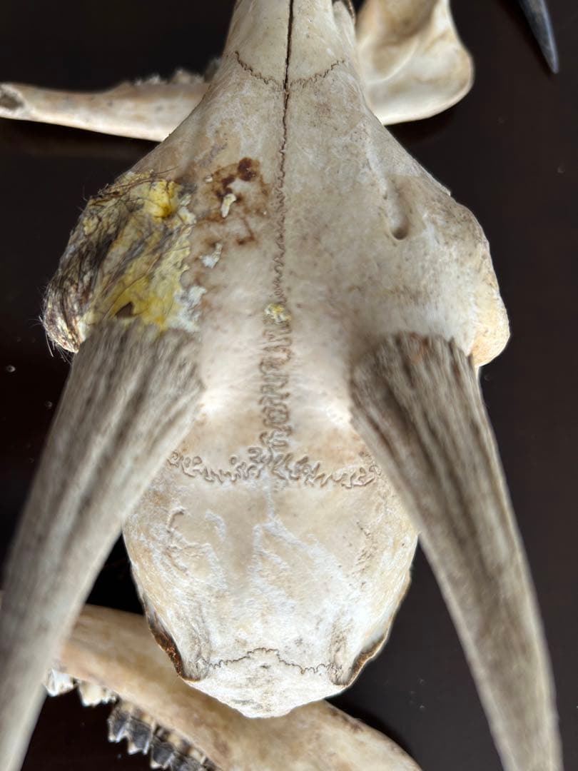 シカ　スカル　頭蓋骨　標本　カモシカ