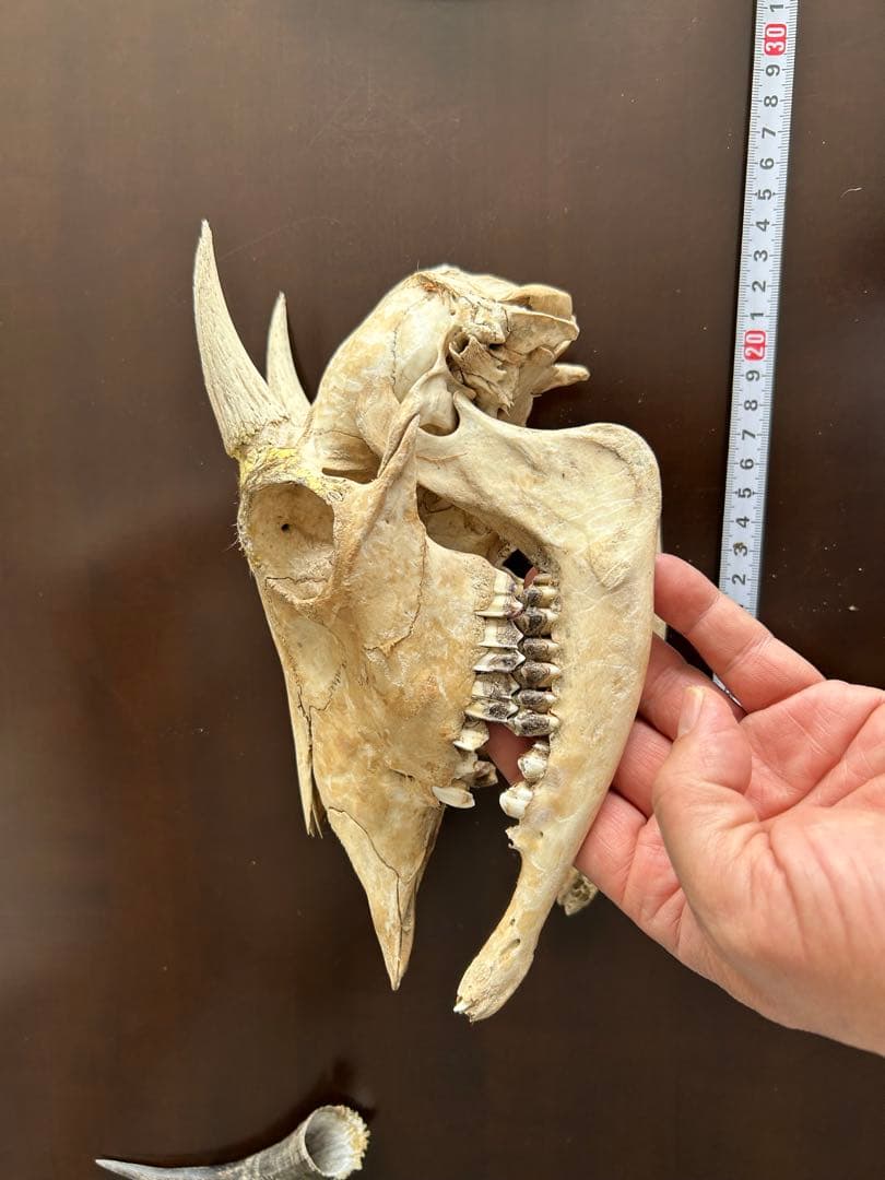 シカ　スカル　頭蓋骨　標本　カモシカ