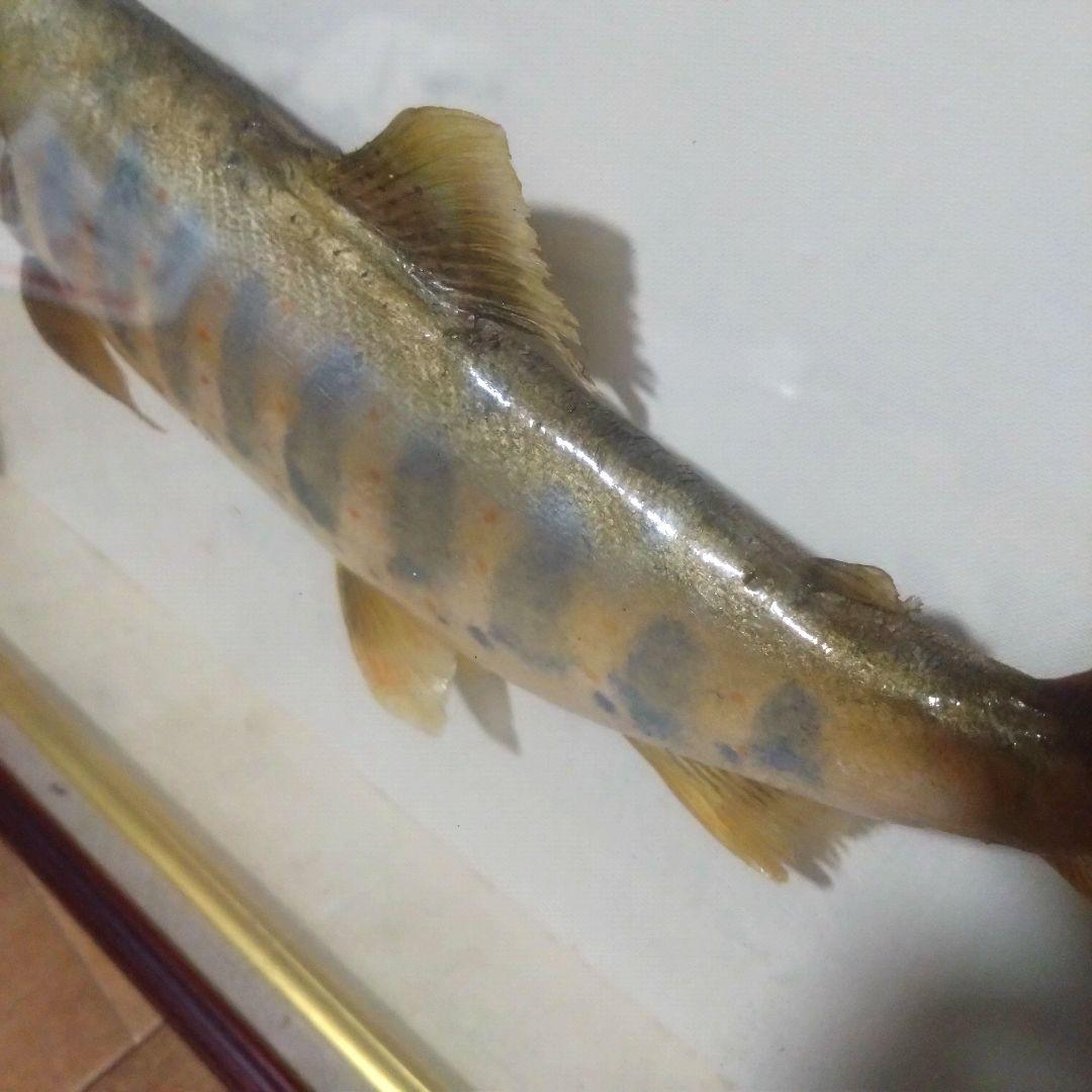 《値下げOK》希少品 尺ヤマメ 剥製 額装品 渓流の女王 山女魚 縁起物