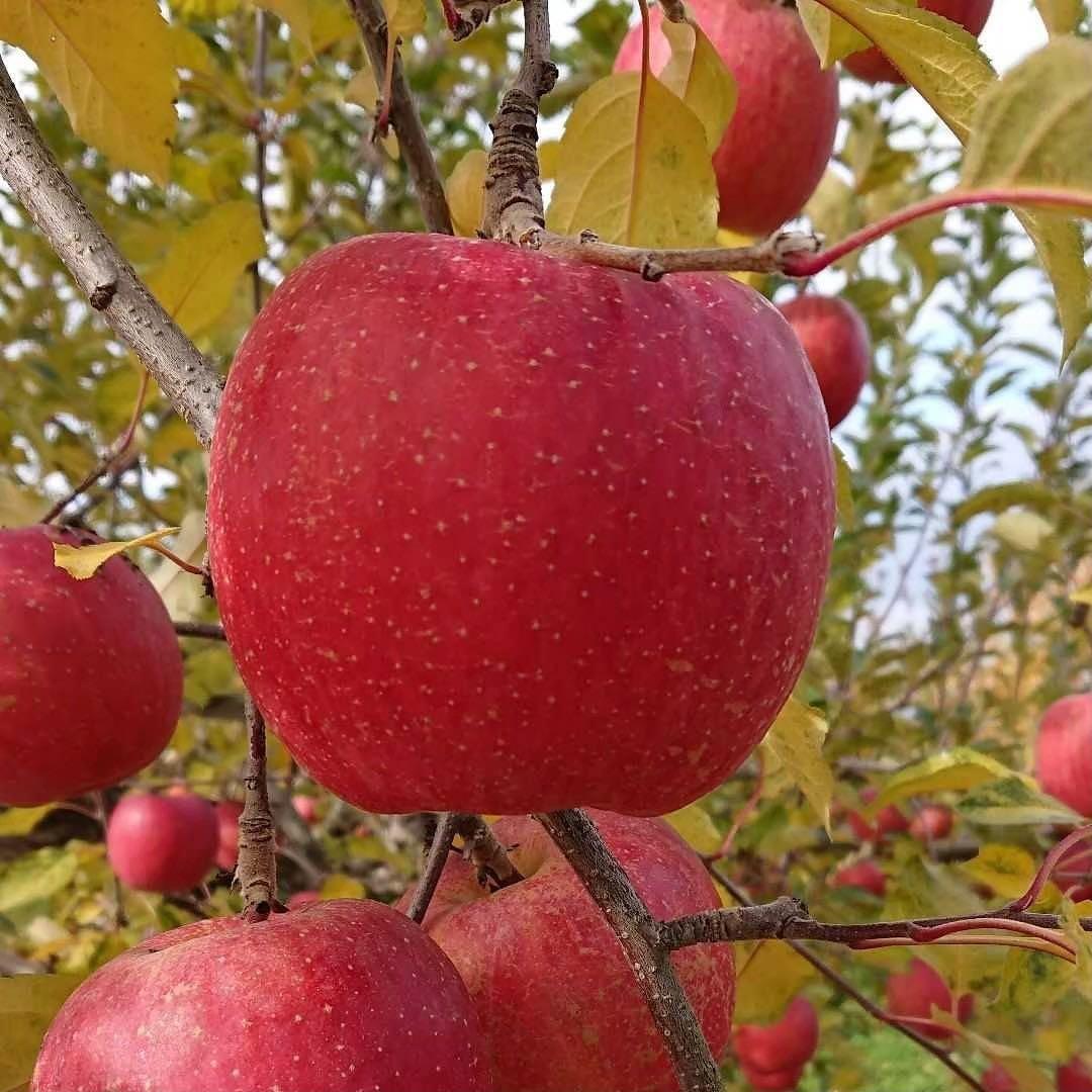 山形県産サンふじ 贈答用　3キロフルーツキャップ１２玉×3箱