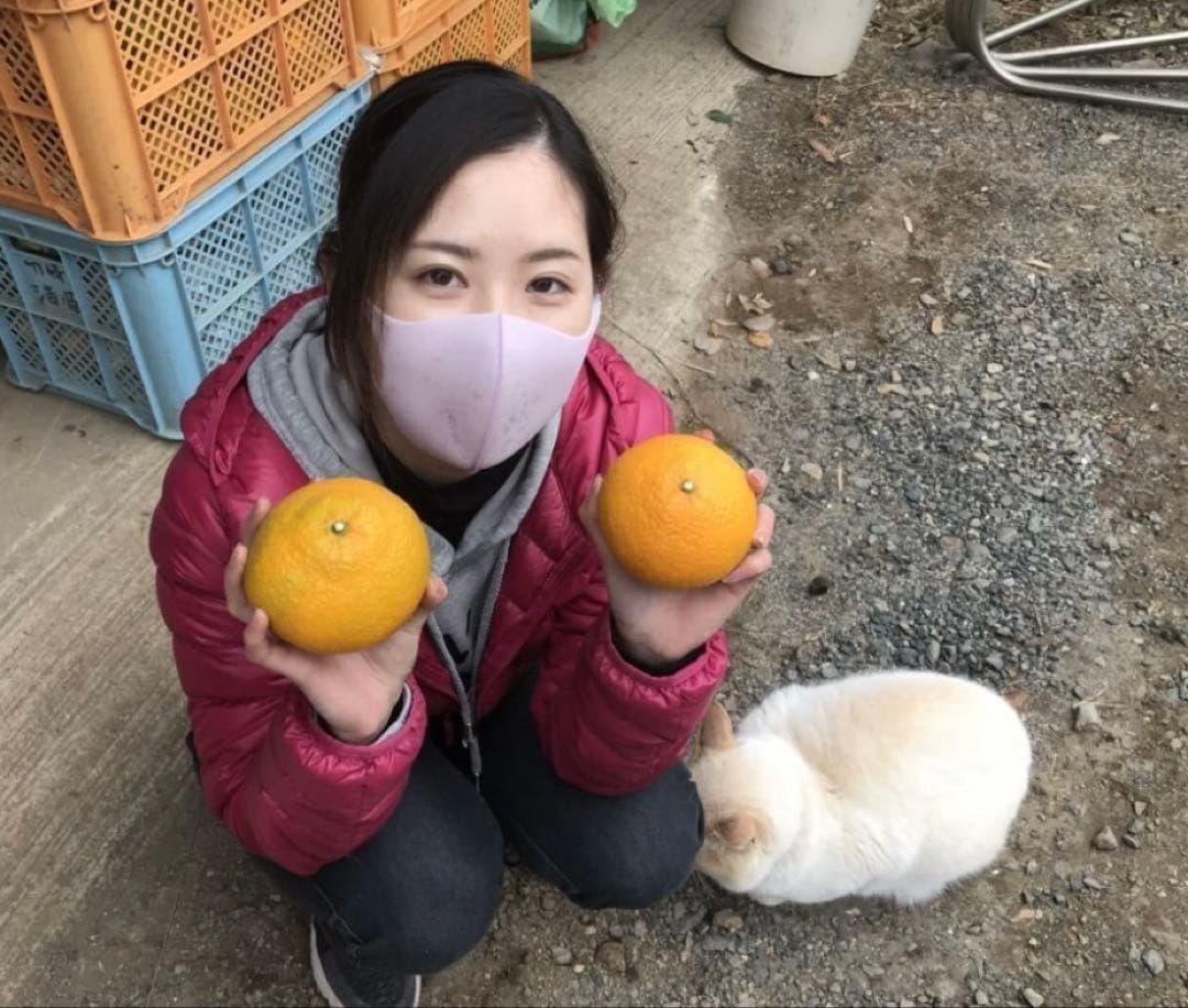 味にハズレなし！見た目を裏切る美味しさ【熊本産スイートスプリングMサイズ約20k