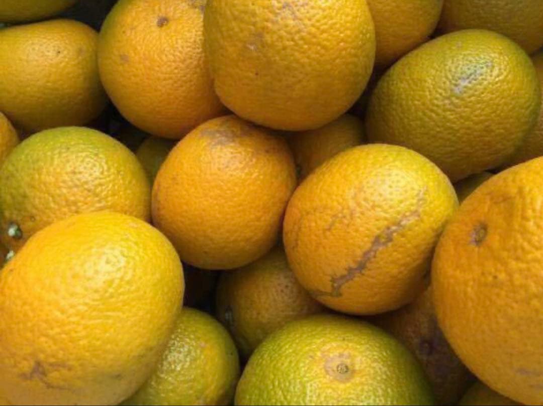 味にハズレなし！見た目を裏切る美味しさ【熊本産スイートスプリングMサイズ約20k