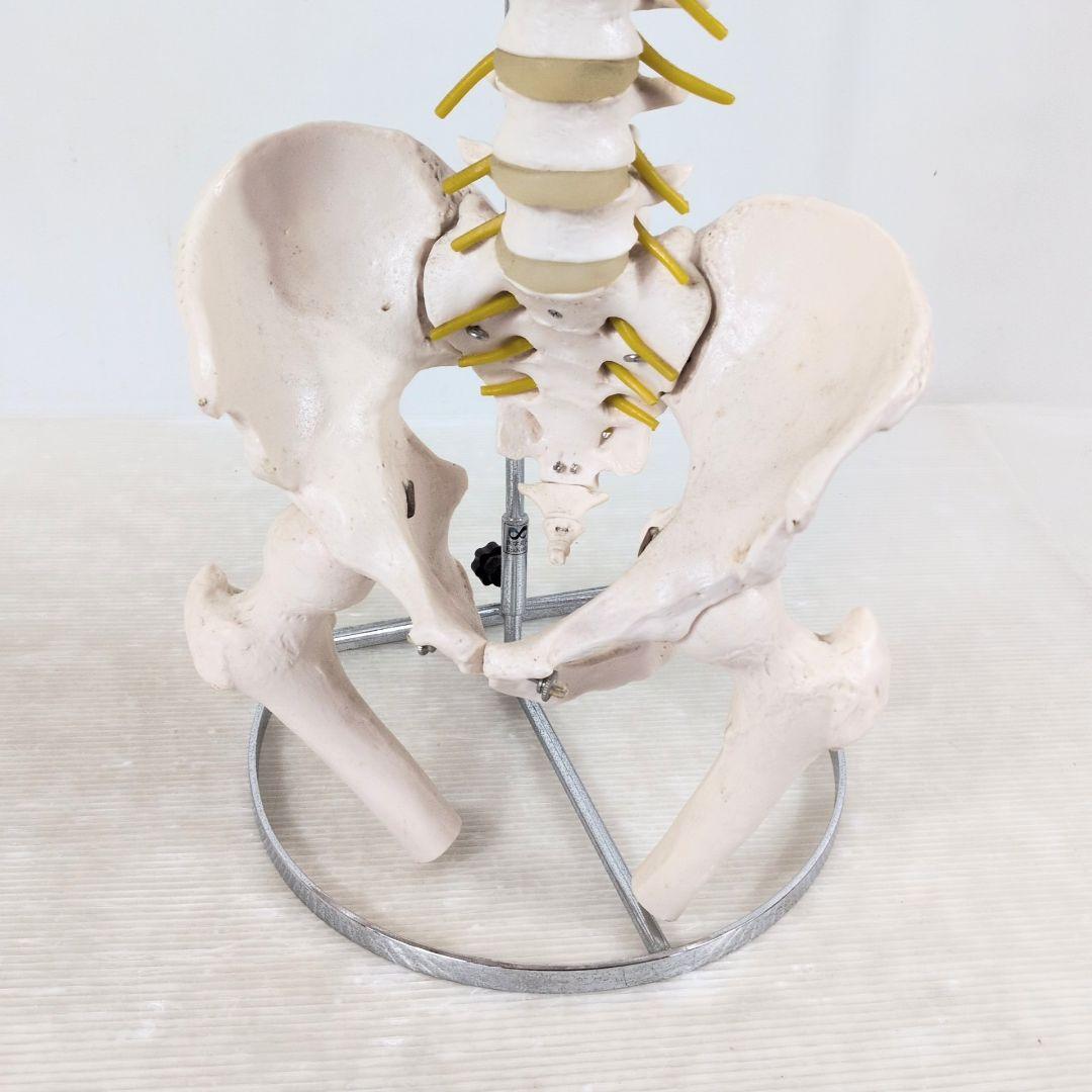 脊椎骨格模型　標本　脊椎 脊柱 背骨 現状品