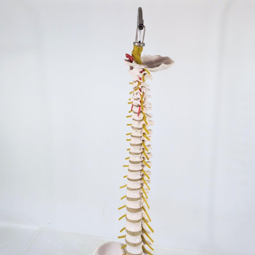脊椎骨格模型　標本　脊椎 脊柱 背骨 現状品