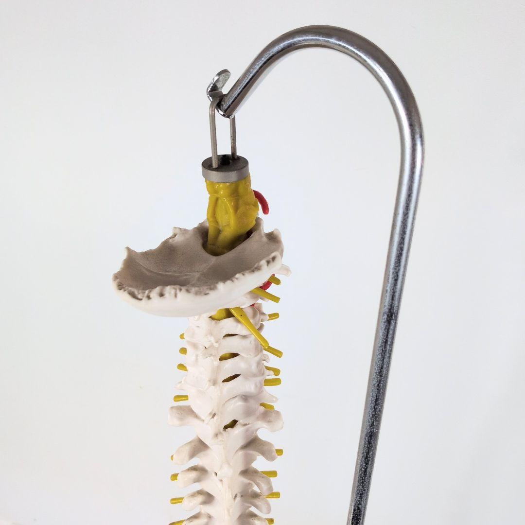 脊椎骨格模型　標本　脊椎 脊柱 背骨 現状品