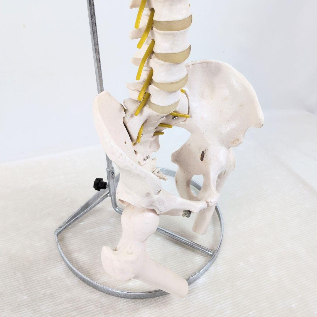 脊椎骨格模型　標本　脊椎 脊柱 背骨 現状品