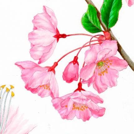 【絵画】ボタニカルアート「カイドウ」　原画