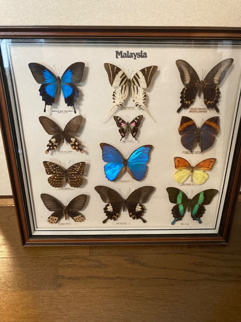 マレーシア 蝶 標本 木製フレーム付き