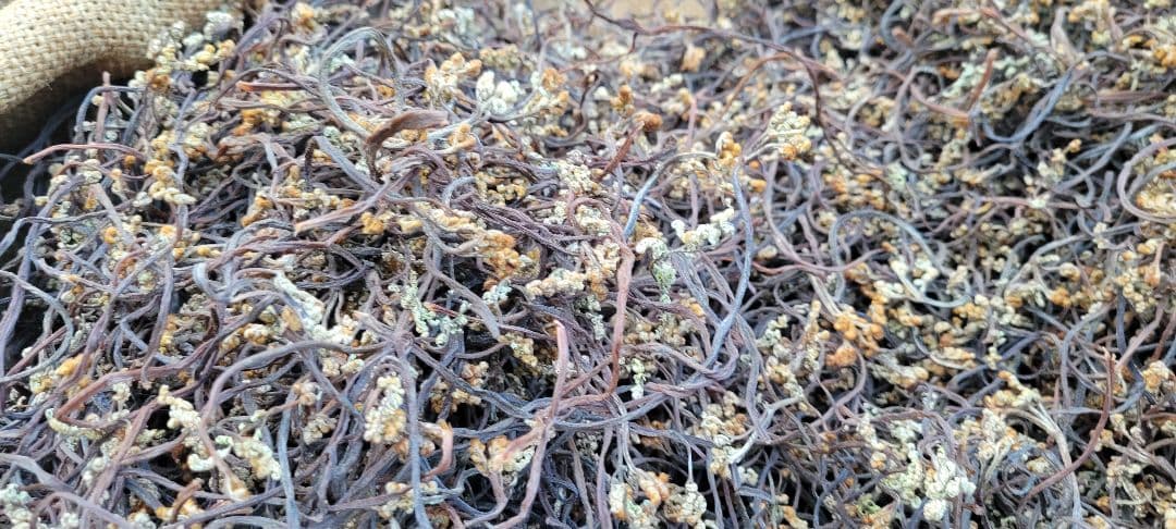 カガさん専用　令和7年岩手県産乾燥わらび　７キロ