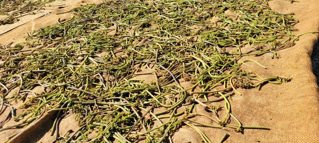 カガさん専用　令和7年岩手県産乾燥わらび　７キロ