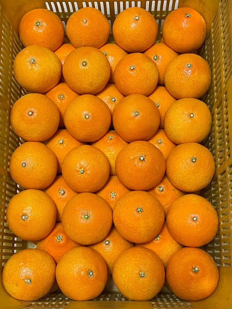 紅まどんな(5kgx2箱)⚠特選L玉