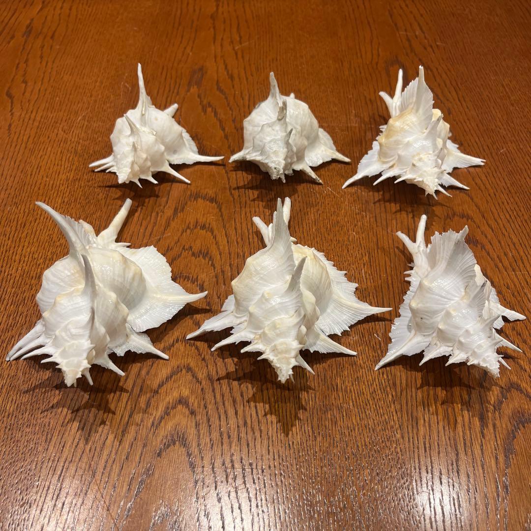 下*田様 【最終在庫】　美品　東シナ海産　蓋付き　ガンセキバショウ　6点セット