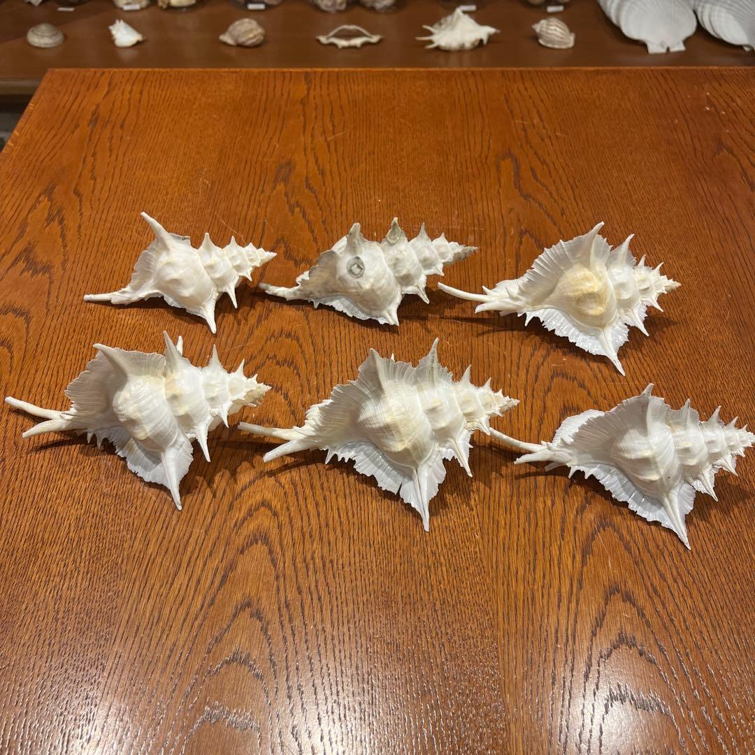 下*田様 【最終在庫】　美品　東シナ海産　蓋付き　ガンセキバショウ　6点セット