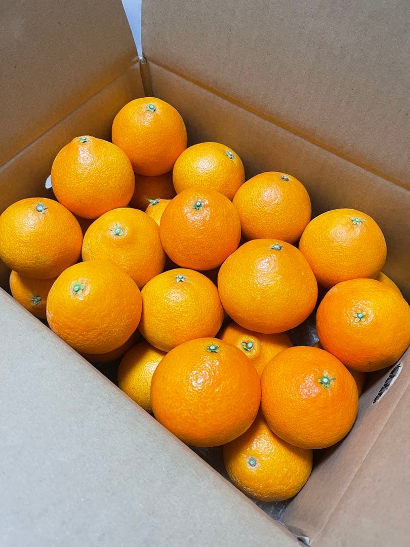 愛果28号(紅まどんな 同品種)・10kg⚠特選L~3L玉