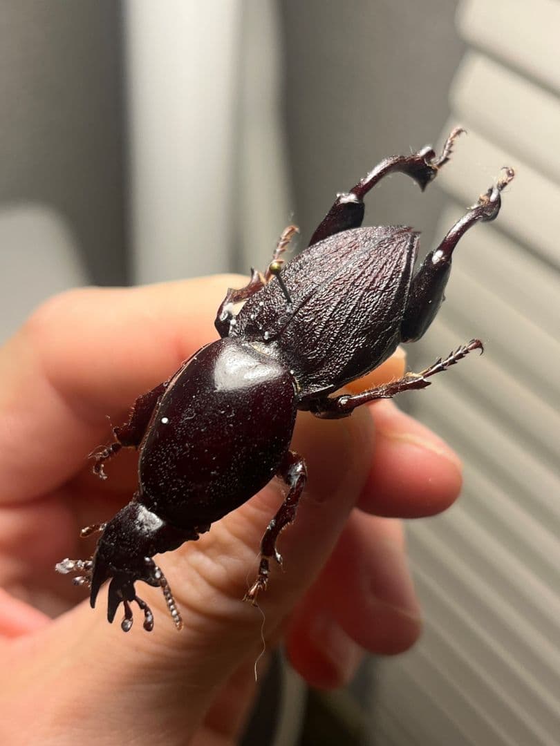 【50mm】ケラモドキカミキリ 大型 Hypocephalus 標本