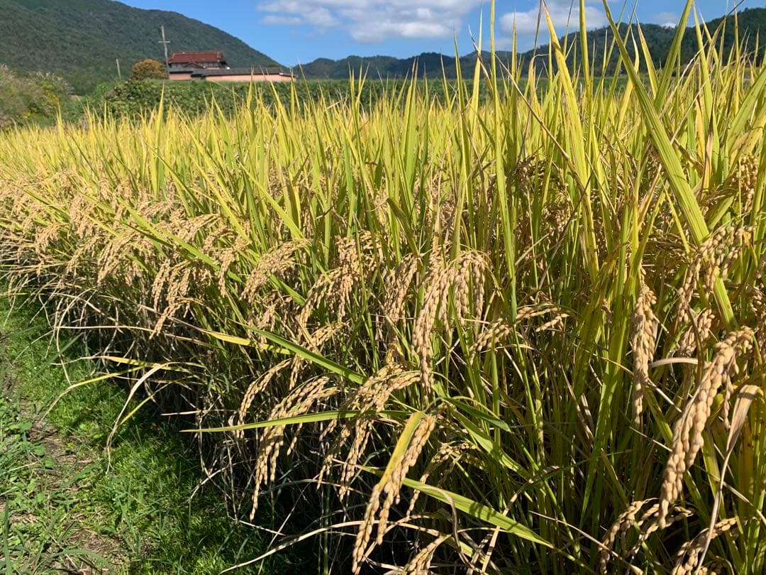 令和7年度産　ヒノヒカリ10kg(玄米)送料込　減農薬　農家のお米