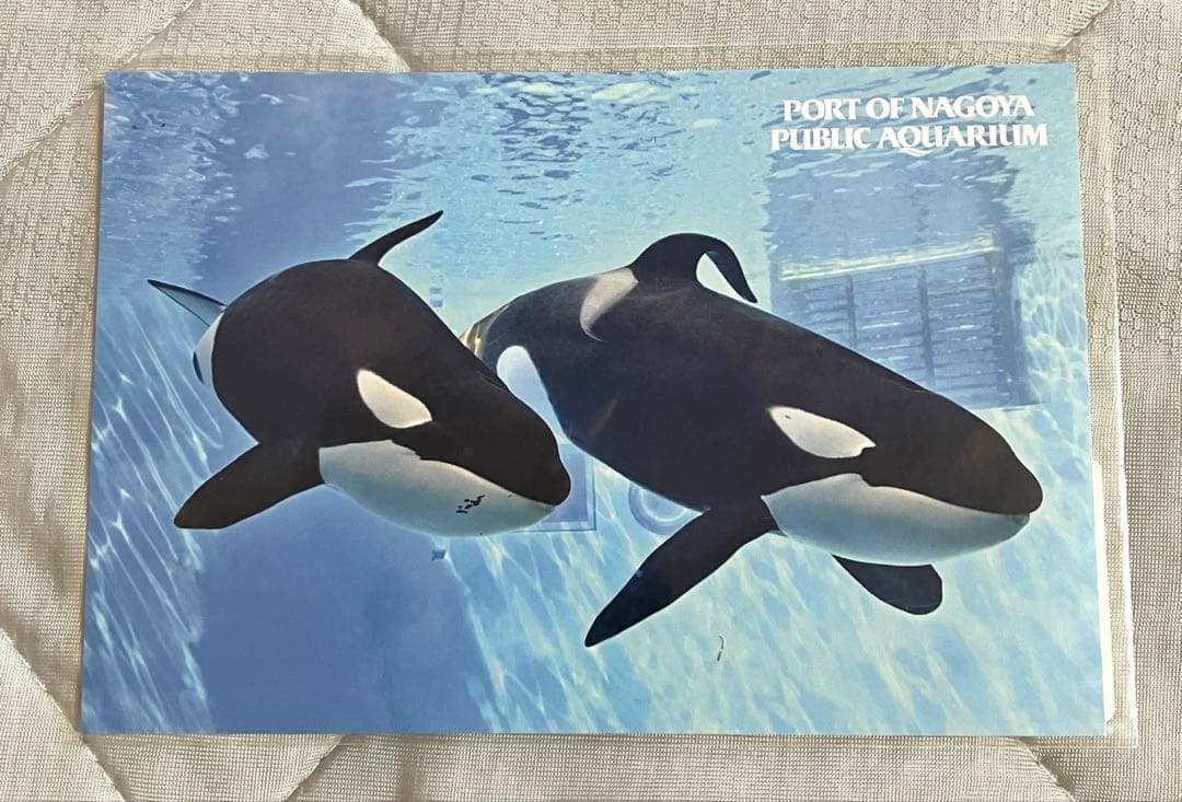 レア　名古屋港水族館限定　クリアファイル　ポストカード